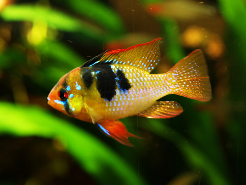 Microgeophagus ramirezi